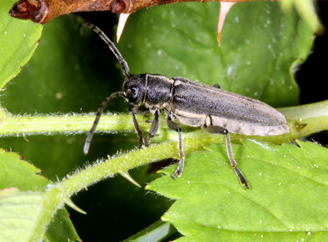 Phytoecia nigricornis - Copyright Denis Bourgeois
